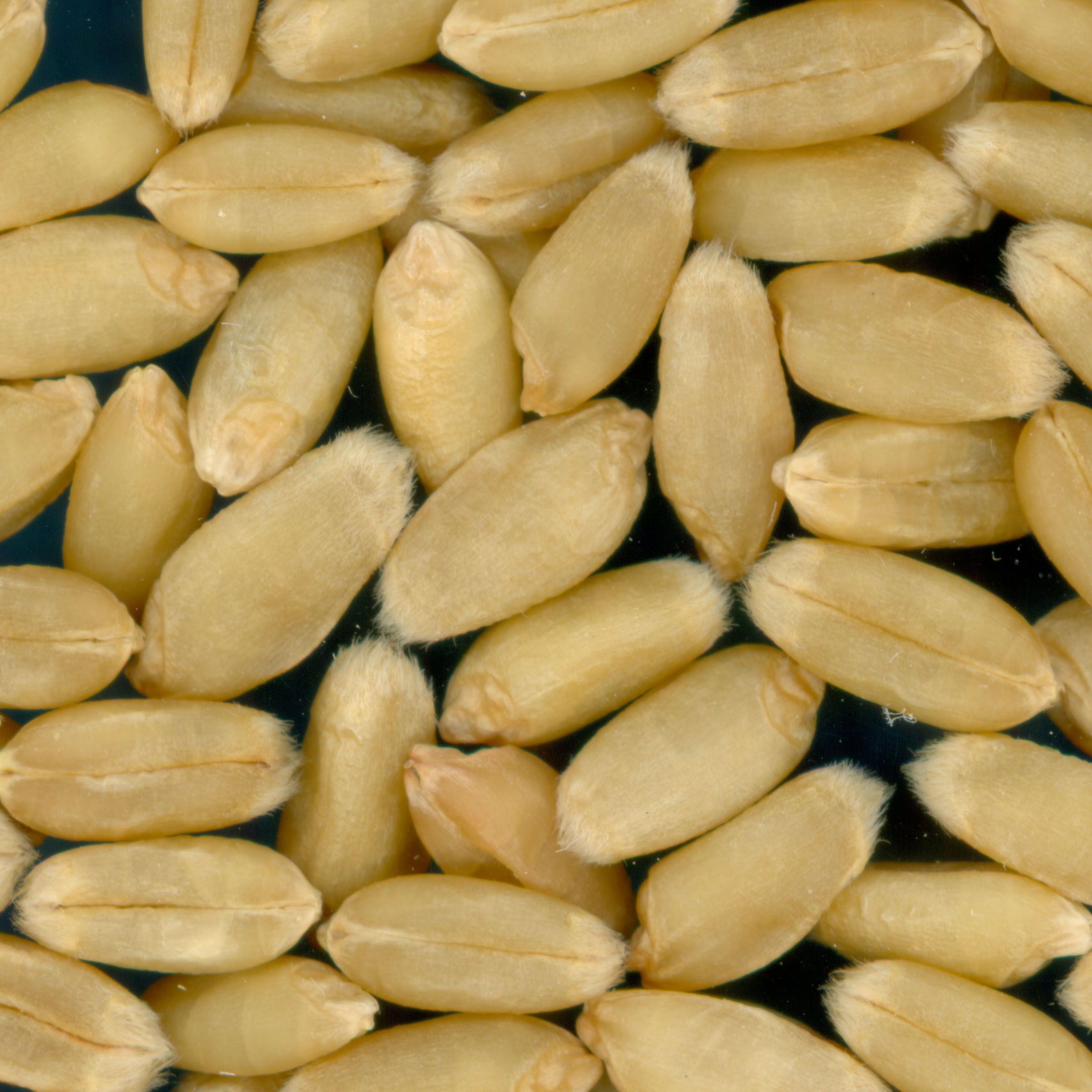 Click for 2 image(s) for this accession. KERNELS
